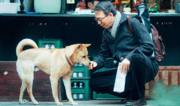 忠犬八公电影,永恒的守护与等待