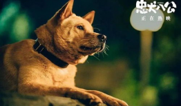 忠犬八公电影,永恒的守护与等待
